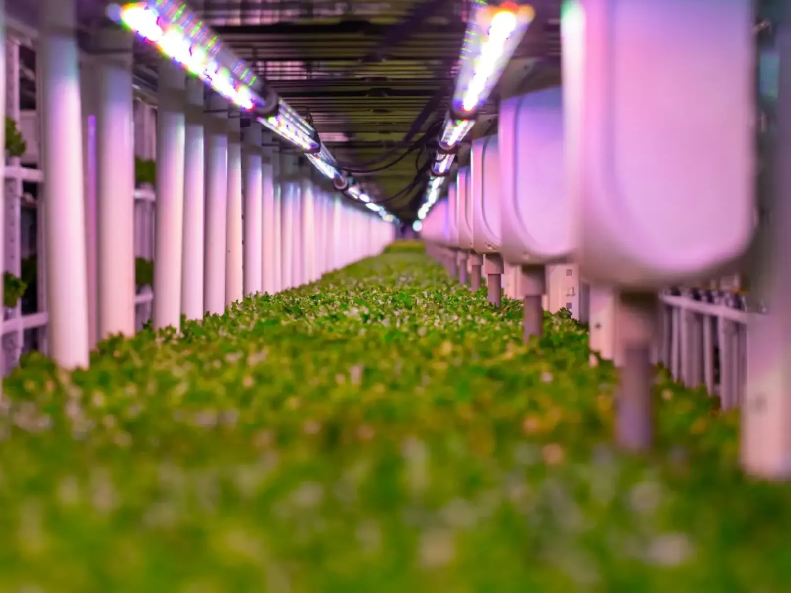 Indoor Farm Monitoring & Automation System